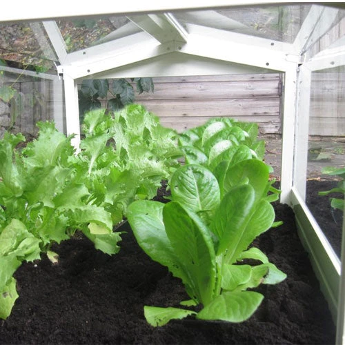 Access Glass Cloche - Image 3