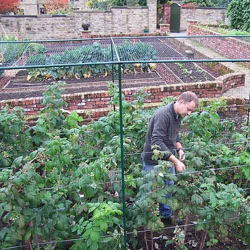 Deluxe 6' High Fruit Cage - Image 3