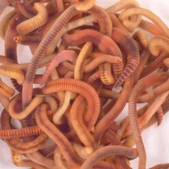 Composting Worms