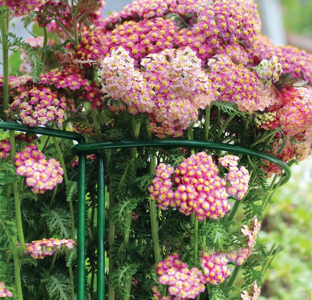 Gard N Hoop - Image 3