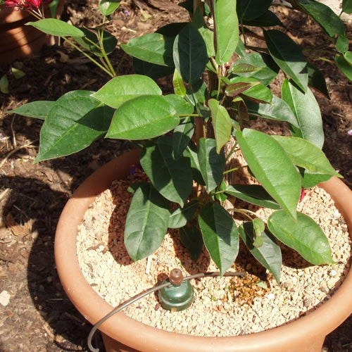 Tropf Blumat Tank Kit - Image 3