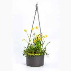 Urbalive Berberis Hanging Bowl