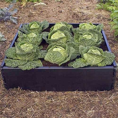 Large Raised Bed With Pop Up Net Cover - Image 2